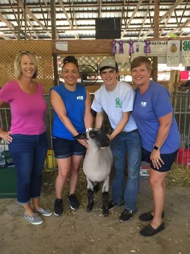 Yocum sheep photo